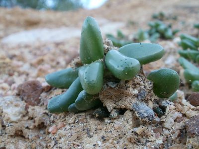 Diplosoma retroversum, photographed by marius