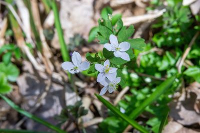 Isopyrum thalictroides, photographed by Conrad Altmann