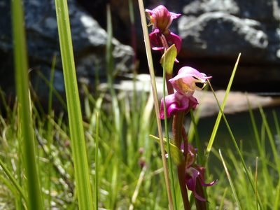 Disperis paludosa, photographed by marius