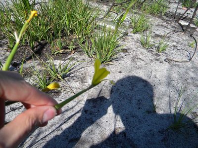 Moraea ochroleuca, photographed by Tim Kirsten