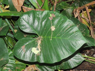 Xanthosoma sagittifolium, photographed by chiuluan