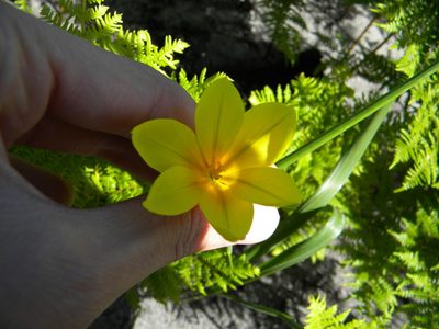 Moraea ochroleuca, photographed by Tim Kirsten