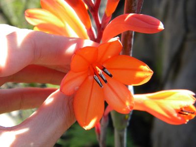 Watsonia tabularis, photographed by Tim Kirsten