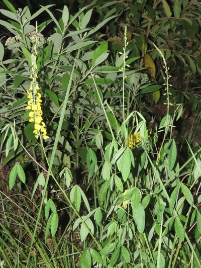 Crotalaria trichotoma, photographed by chiuluan
