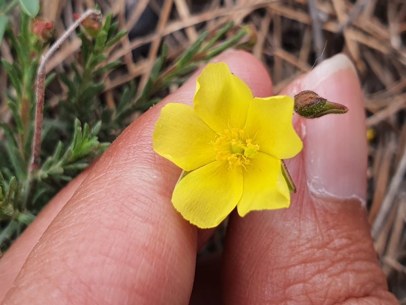 Fumana scoparia, photographed by Mehdi Chetibi
