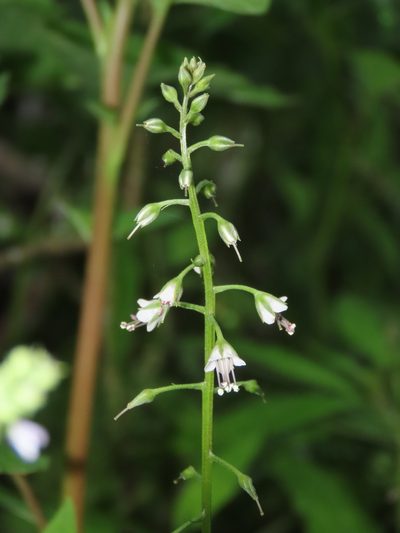 Lysimachia decurrens, photographed by chiuluan