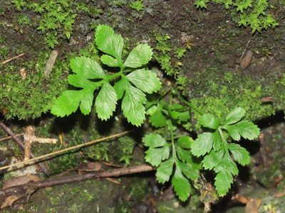 Pteris ensiformis, photographed by chiuluan