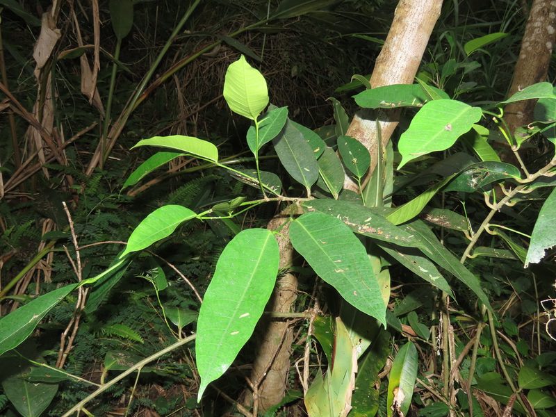 Ficus virgata, photographed by chiuluan