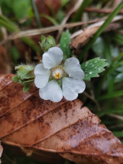 Potentilla carniolica, photographed by Ljaž