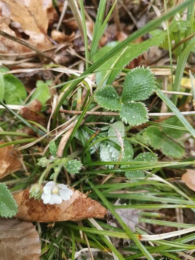 Potentilla carniolica, photographed by Ljaž