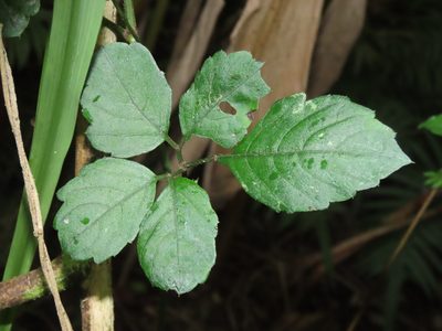 Causonis japonica, photographed by chiuluan