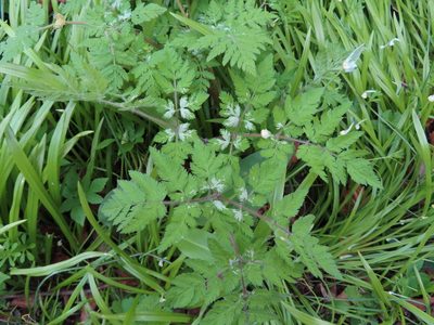 Myrrhis odorata, photographed by Anne Thomson