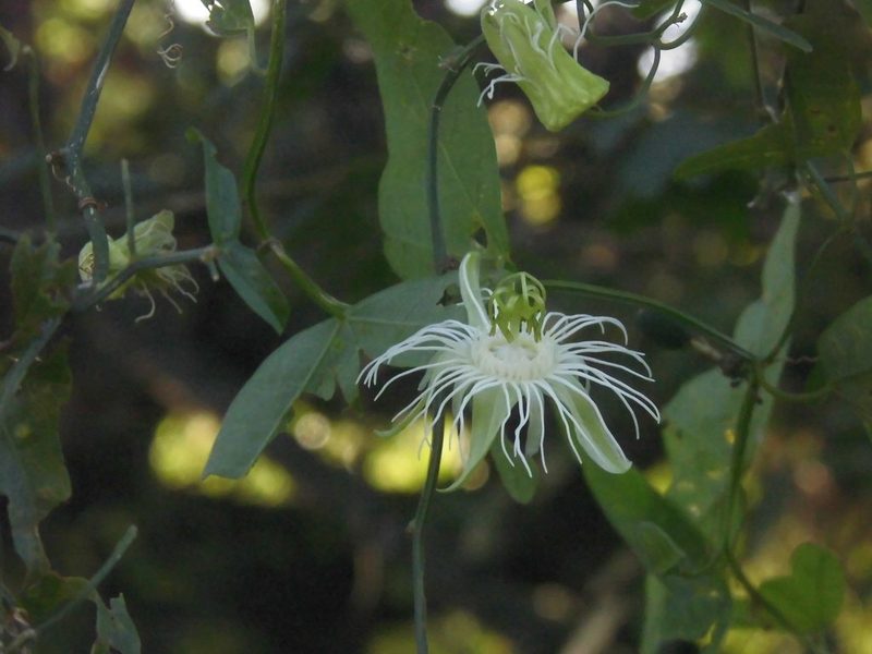 Passiflora misera, photographed by Sebastián Gómez Barboza Silveira