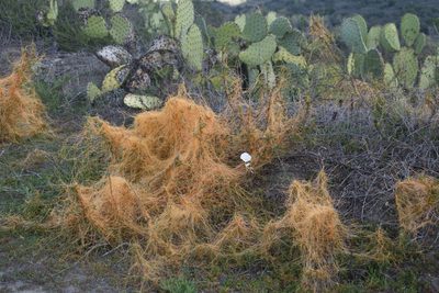 Cuscuta californica, photographed by Gail A Baker