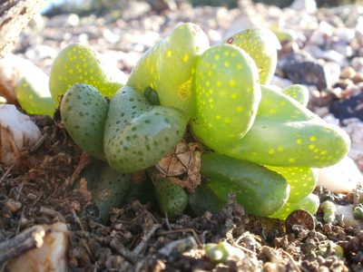 Diplosoma retroversum, photographed by marius