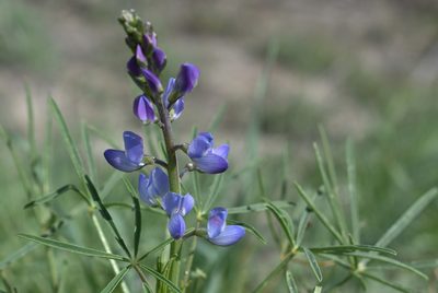 Lupinus truncatus, photographed by Gail A Baker