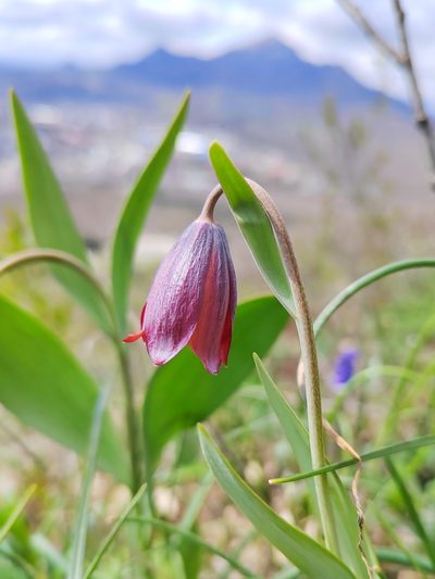Fritillaria caucasica, photographed by Nikita Gerasin
