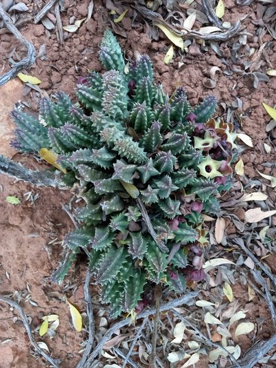 Huernia thuretii, photographed by Christiaan Viljoen