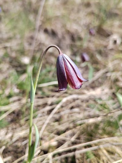 Fritillaria caucasica, photographed by Nikita Gerasin
