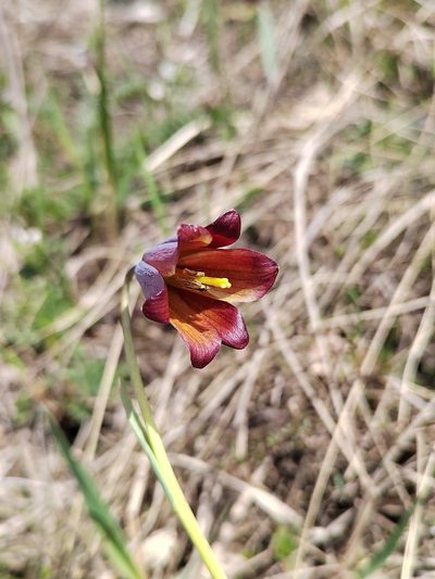 Fritillaria caucasica, photographed by Nikita Gerasin
