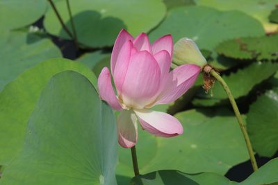 Nelumbo nucifera, photographed by Sabarni Sarker