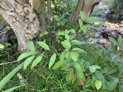 Cinnamomum camphora, photographed by Dave Richardson