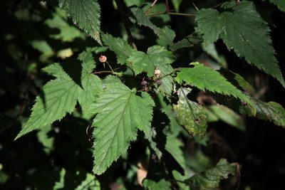 Rubus conduplicatus, photographed by Lin Scott