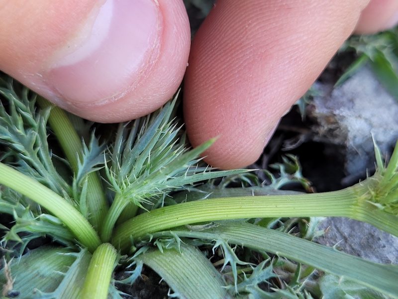 Eryngium castrense, photographed by Konshau Duman