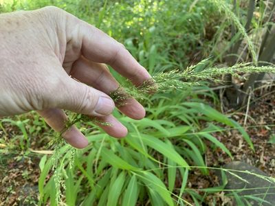 Setaria megaphylla, photographed by Dave Richardson