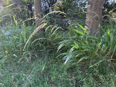 Setaria megaphylla, photographed by Dave Richardson