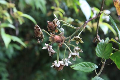 Rubus kawakamii, photographed by Lin Scott