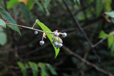 Rubus kawakamii, photographed by Lin Scott