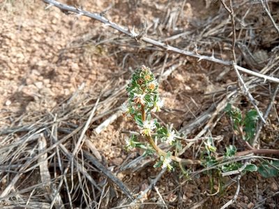 Reseda phyteuma, photographed by Josep Gesti