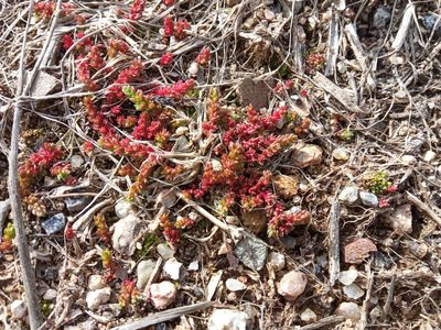 Crassula tillaea, photographed by Josep Gesti
