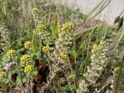 Alyssum alyssoides, photographed by Josep Gesti