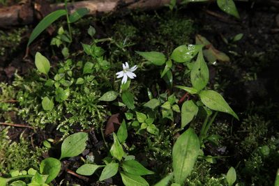 Nubelaria arisanensis, photographed by Lin Scott