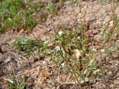 Holosteum umbellatum, photographed by Josep Gesti