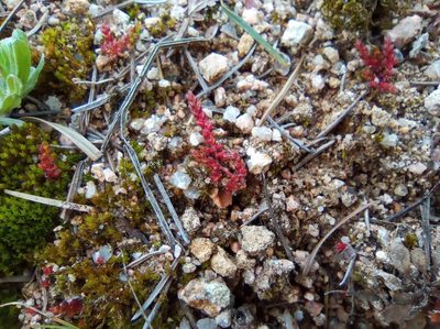 Crassula tillaea, photographed by Josep Gesti