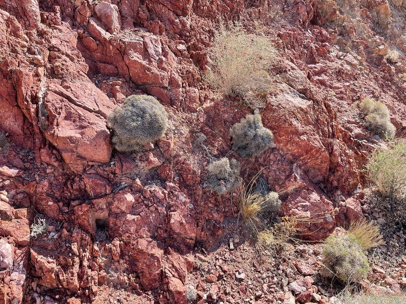 Eriogonum heermannii, photographed by CK2AZ