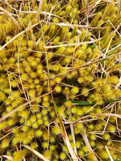 Breutelia chrysocoma, photographed by Jonathan Hughes