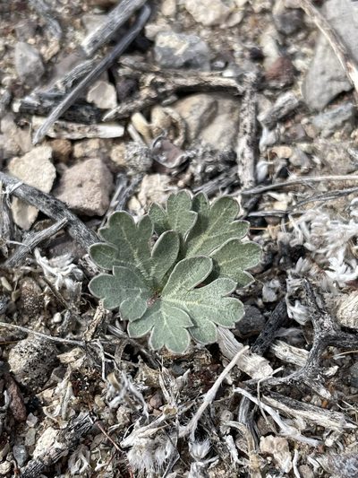 Cymopterus ripleyi, photographed by Matt Berger