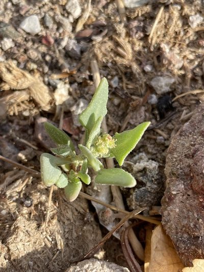 Atriplex phyllostegia, photographed by Matt Berger