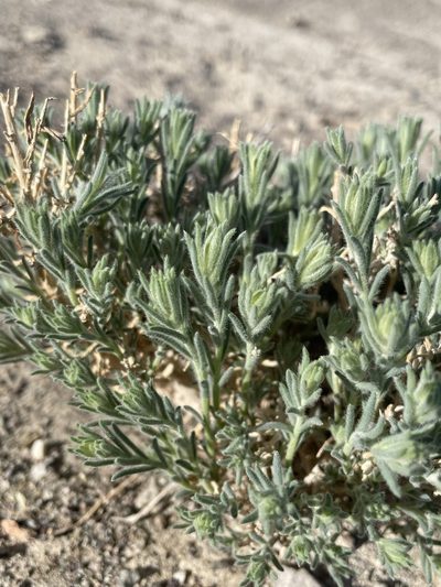 Neokochia americana, photographed by Matt Berger