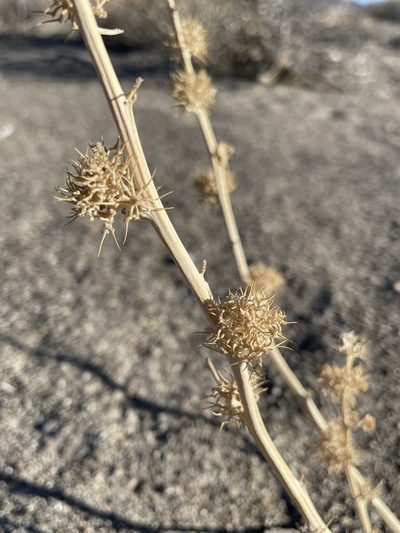 Cleomella oxystyloides, photographed by Matt Berger