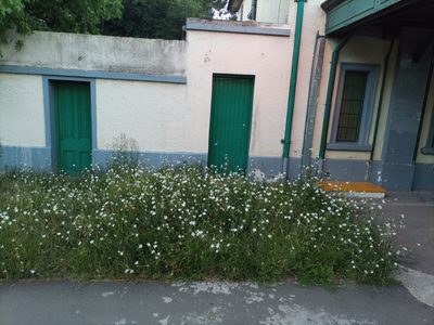 Nicotiana longiflora, photographed by Bahiano Ayala