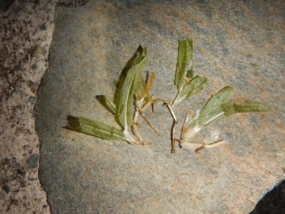 Halophila stipulacea, photographed by stinger