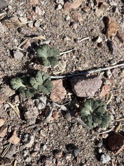 Cymopterus ripleyi, photographed by Matt Berger