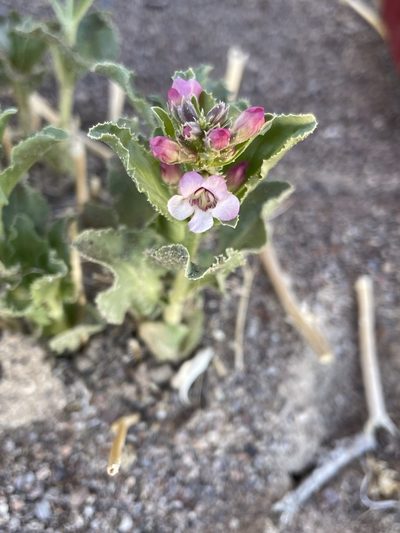 Penstemon arenarius, photographed by Matt Berger