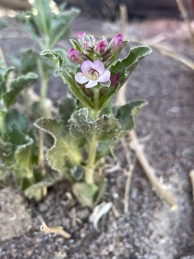 Penstemon arenarius, photographed by Matt Berger
