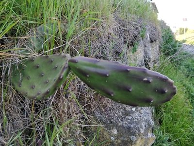 Opuntia bonaerensis, photographed by Will Cornwell
